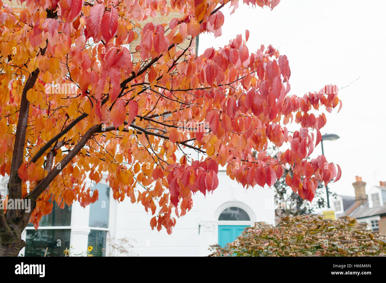 red and orange autumn leaves on a tree with a london house in the ...
