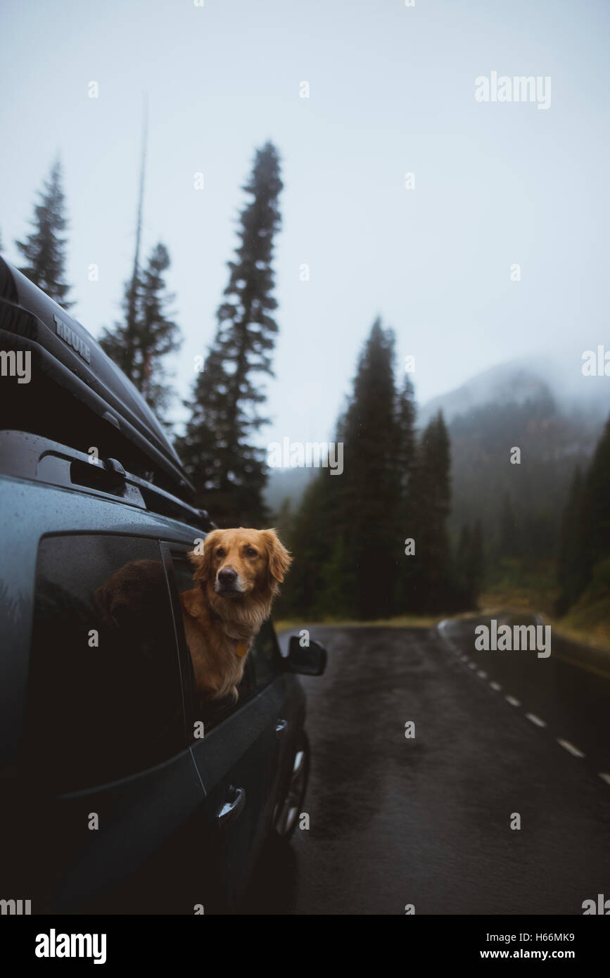 golden retriever in car Stock Photo Alamy