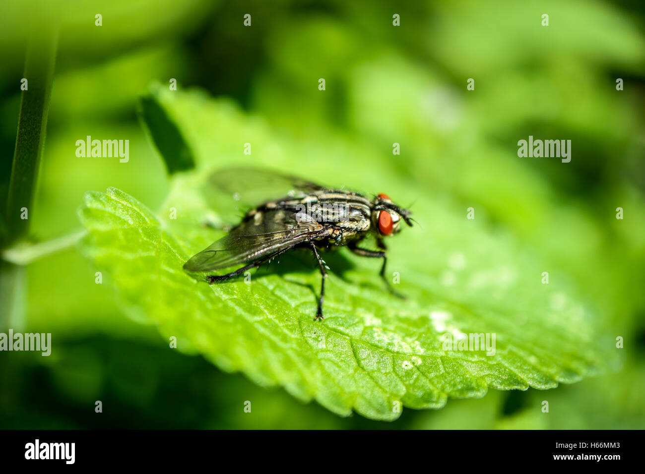 Housefly sitting on a Green leaf in Ireland Stock Photo