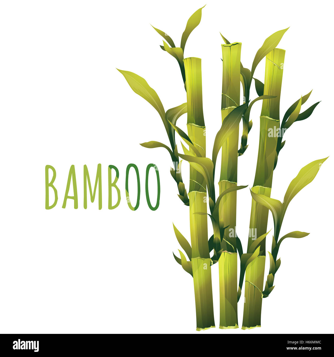Bamboo Illustration Stock Photo Alamy