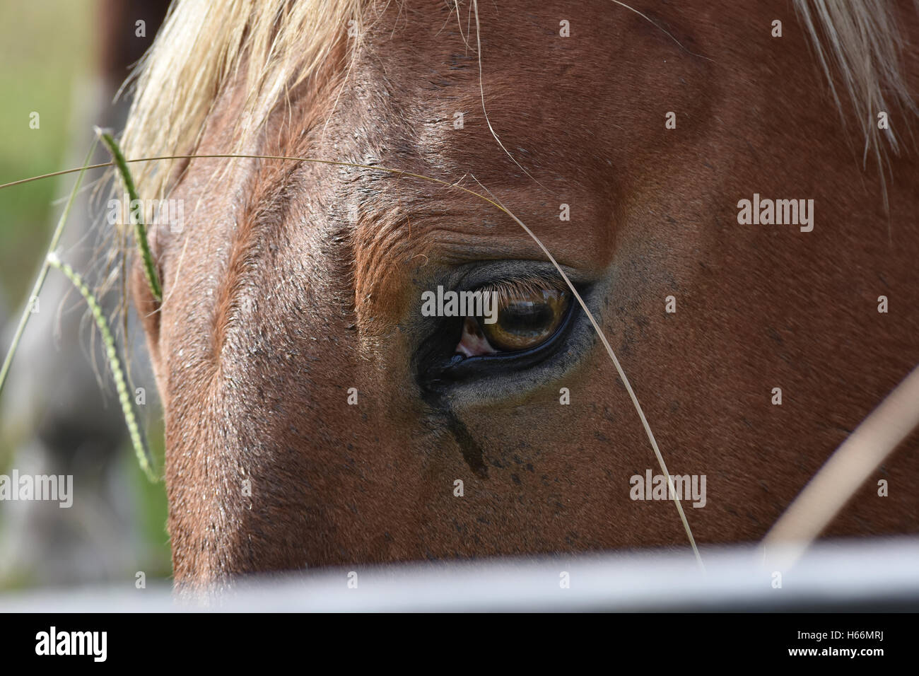 Horse face close up hires stock photography and images Alamy