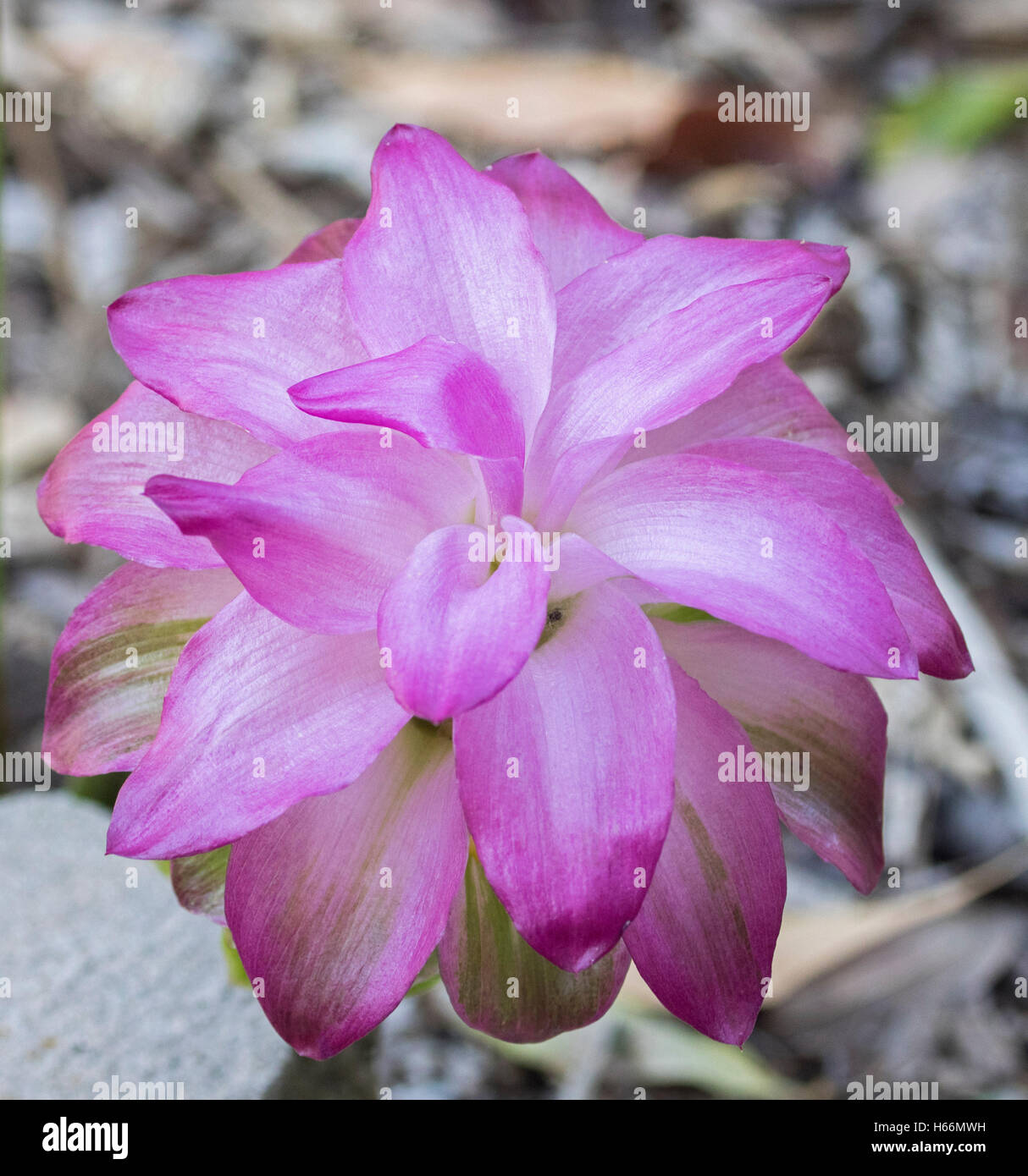 Spectacular bright pink flower of Curcuma species, an ornamental ginger against light grey to brown background Stock Photo