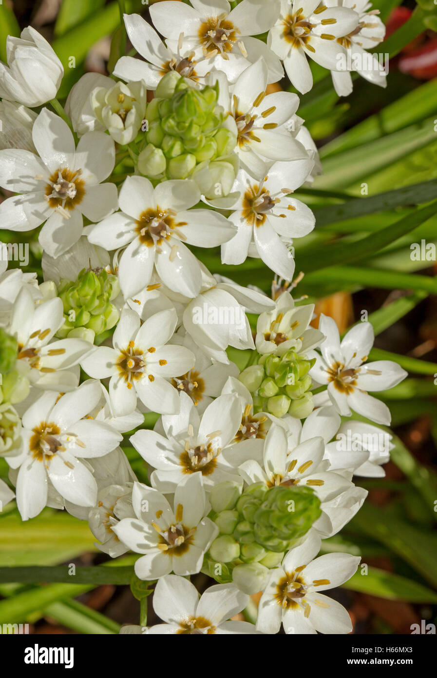 Cluster of stunning white flowers and green buds of Ornithogalum 'Chesapeake Snowflake' on background of green foliage Stock Photo
