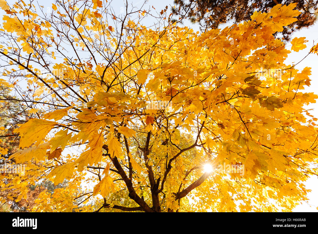 focus on the yellow tree crown in the fall on a sunny day, note shallow depth of field Stock Photo