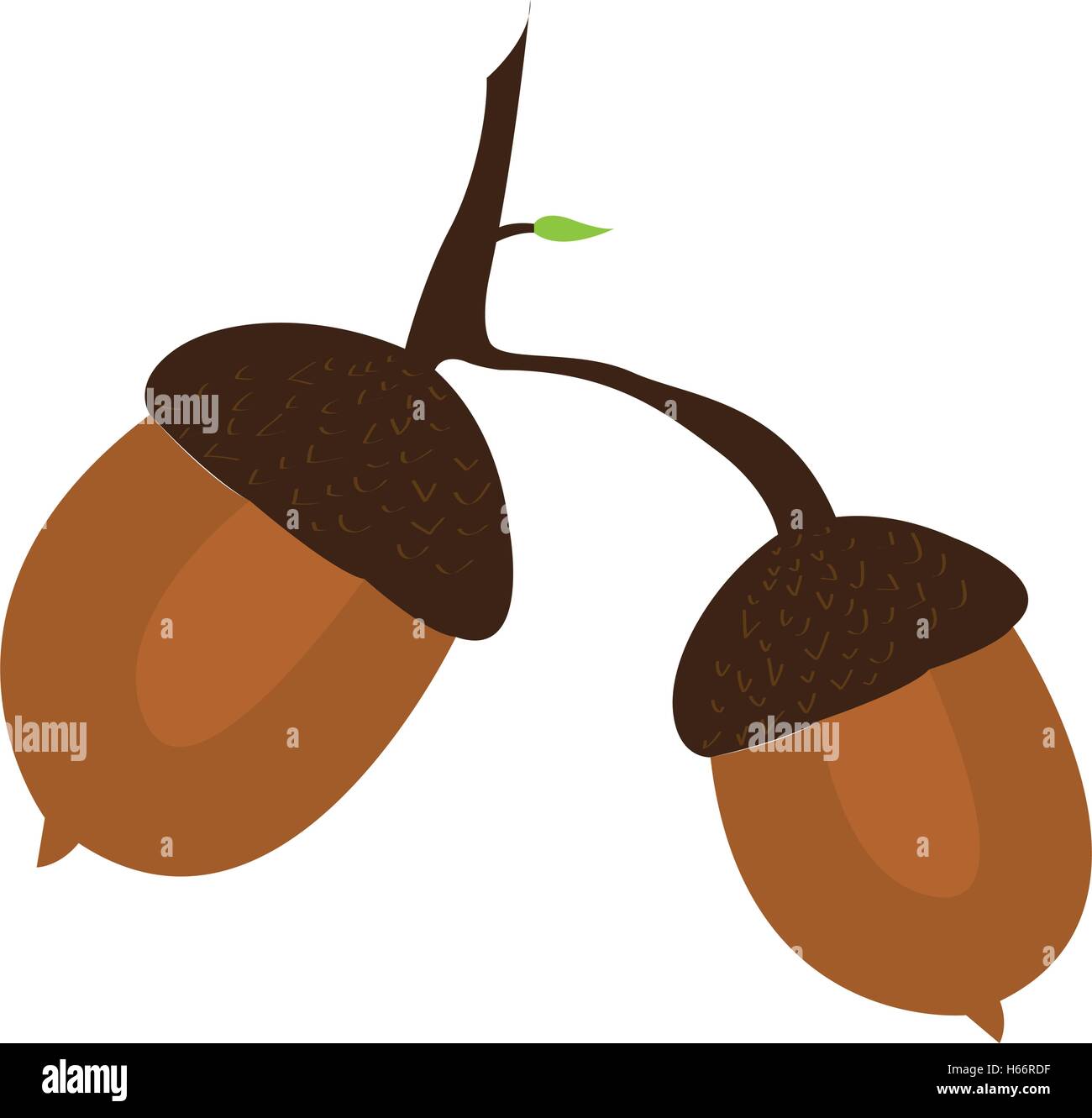 Isolated pair of nuts, Thanksgiving day vector illustration Stock Vector Image & Art Alamy