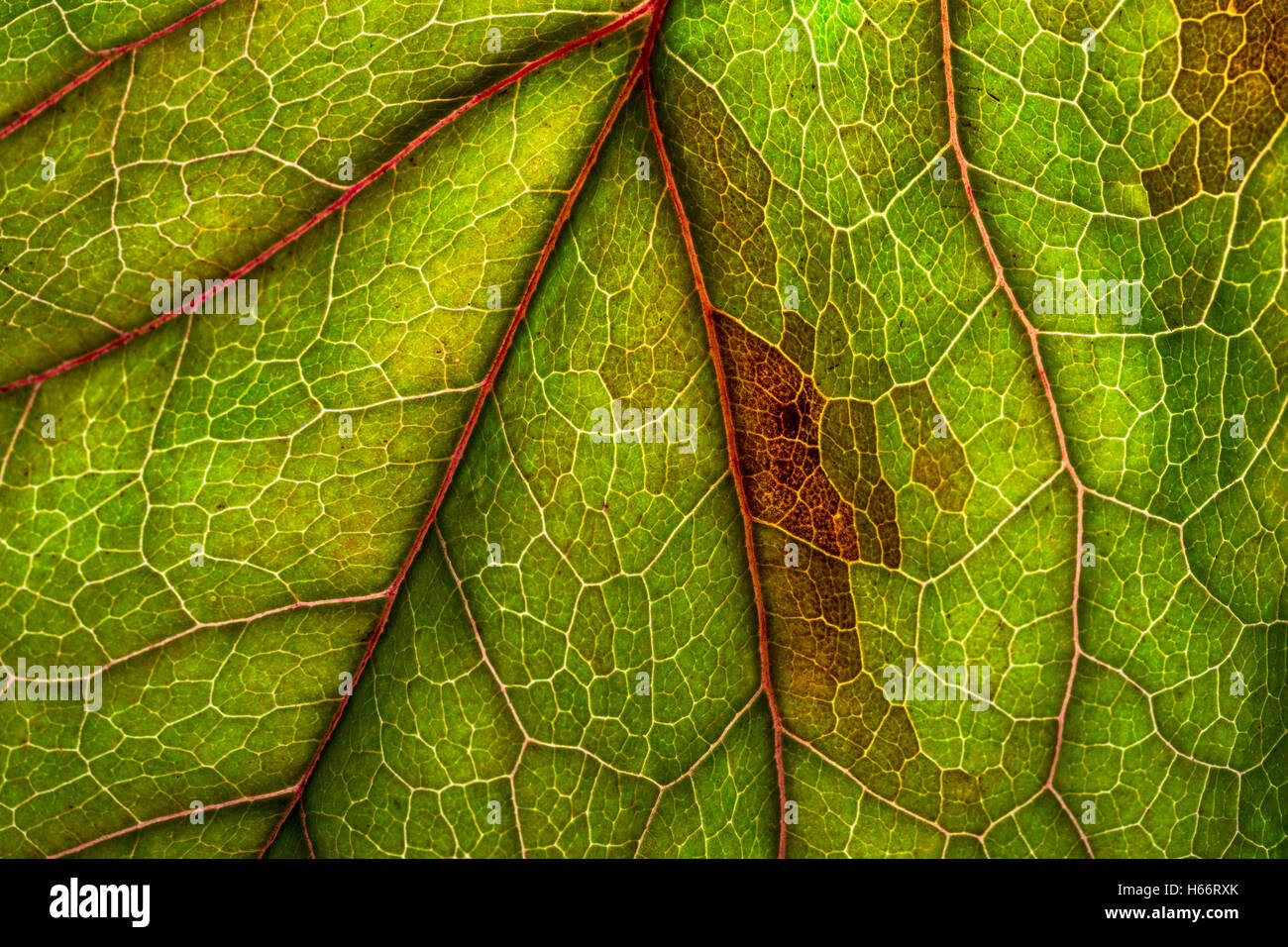 Backlit leaf showing the veins. Stock Photo