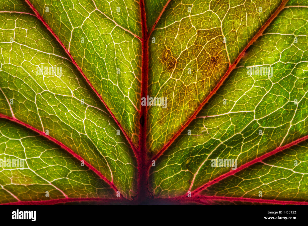 Backlit leaf showing the veins. Stock Photo