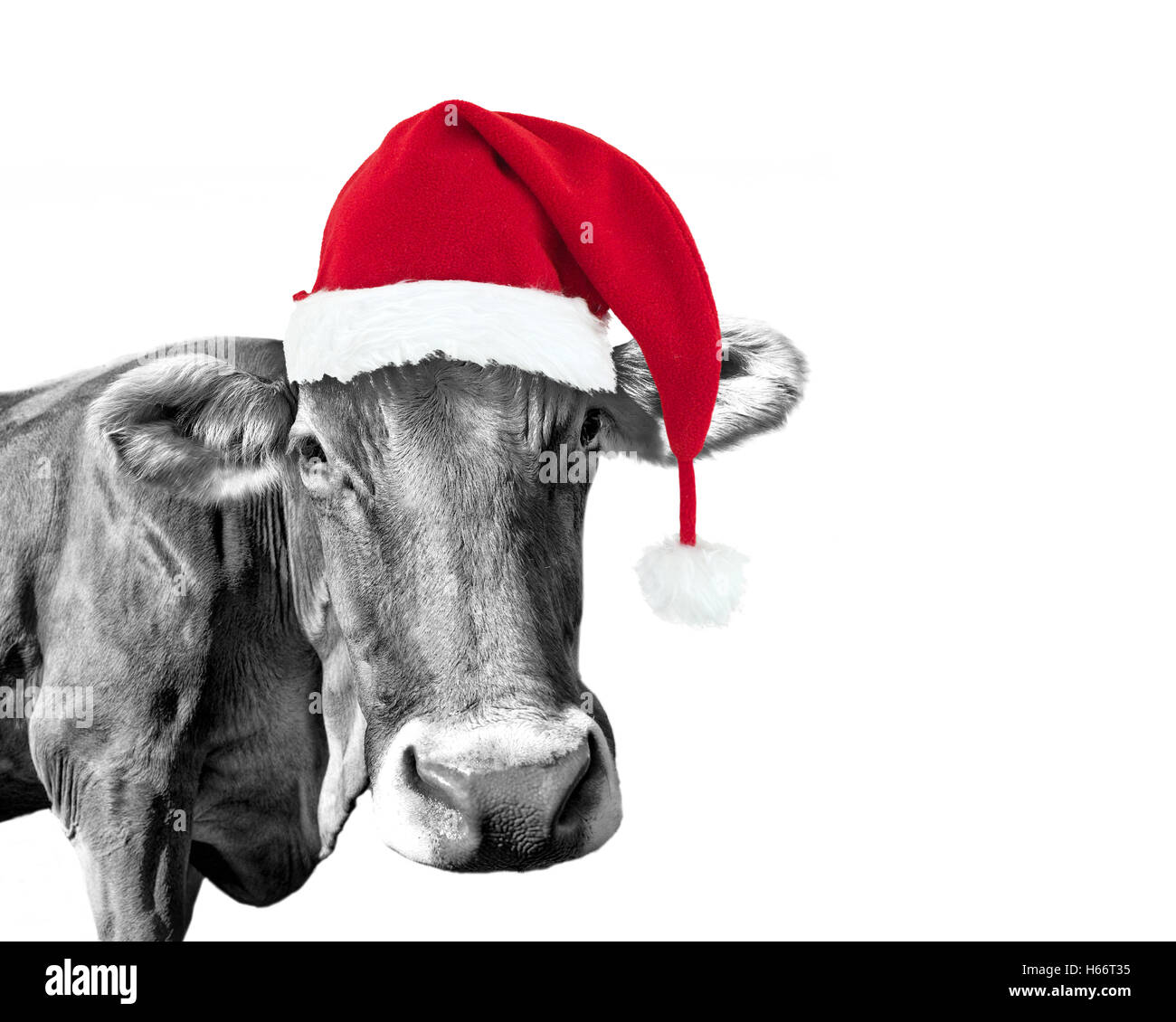 Black and white fun cow on white background with a Santa hat Stock Photo