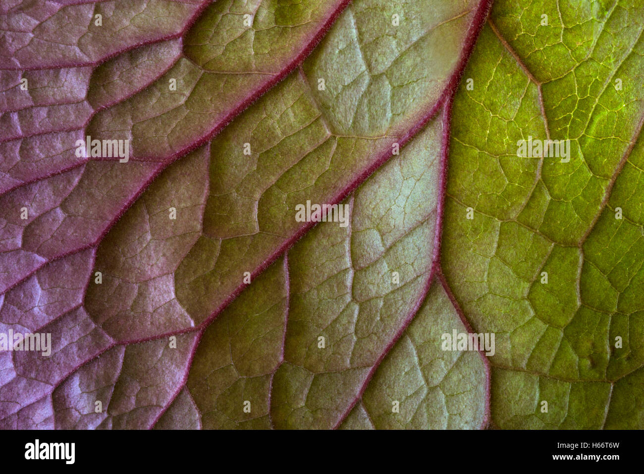 Underside of a leaf showing the veins. Stock Photo