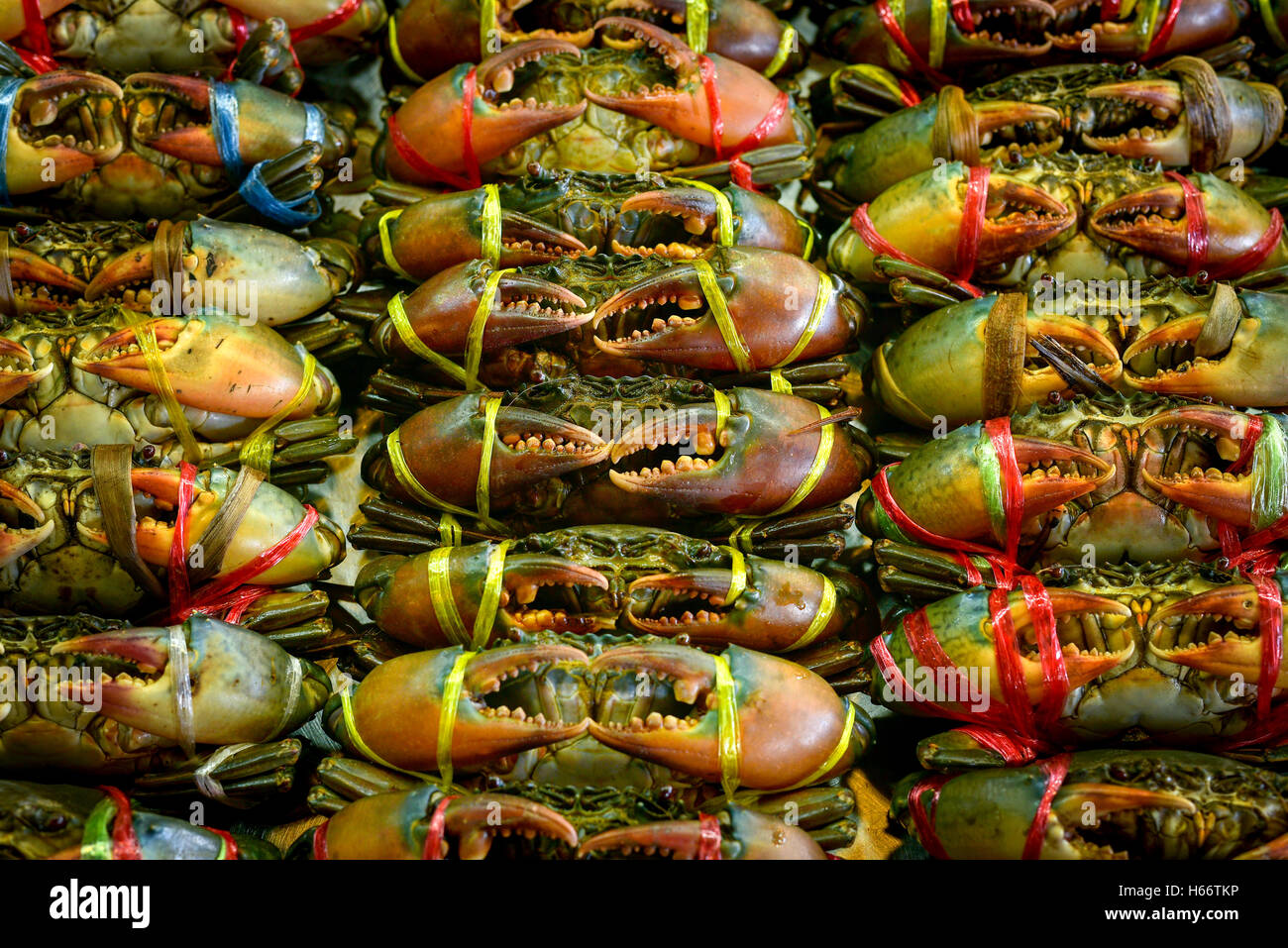 Serrated mud crab, Mangrove crab, Black crab, Giant mud crab, Scylla serrata, sea food Stock Photo