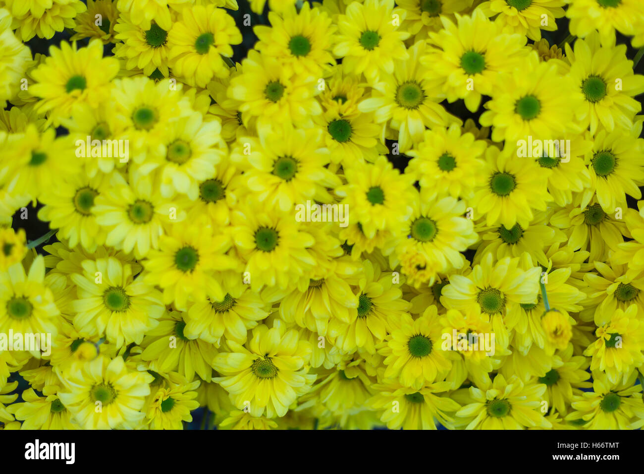 Pattern flower wall texture for background Stock Photo Alamy