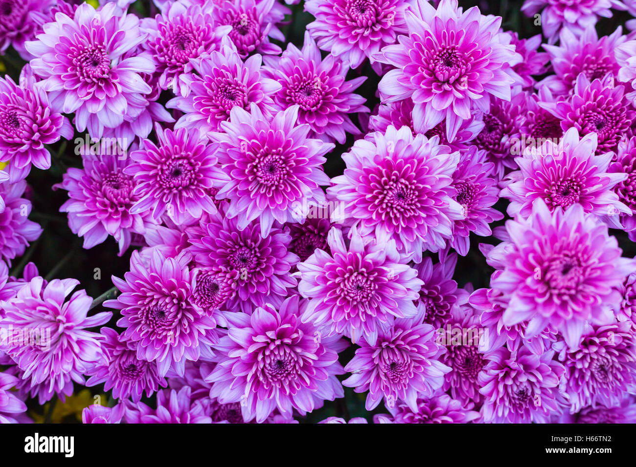 Pattern flower wall texture for background Stock Photo Alamy