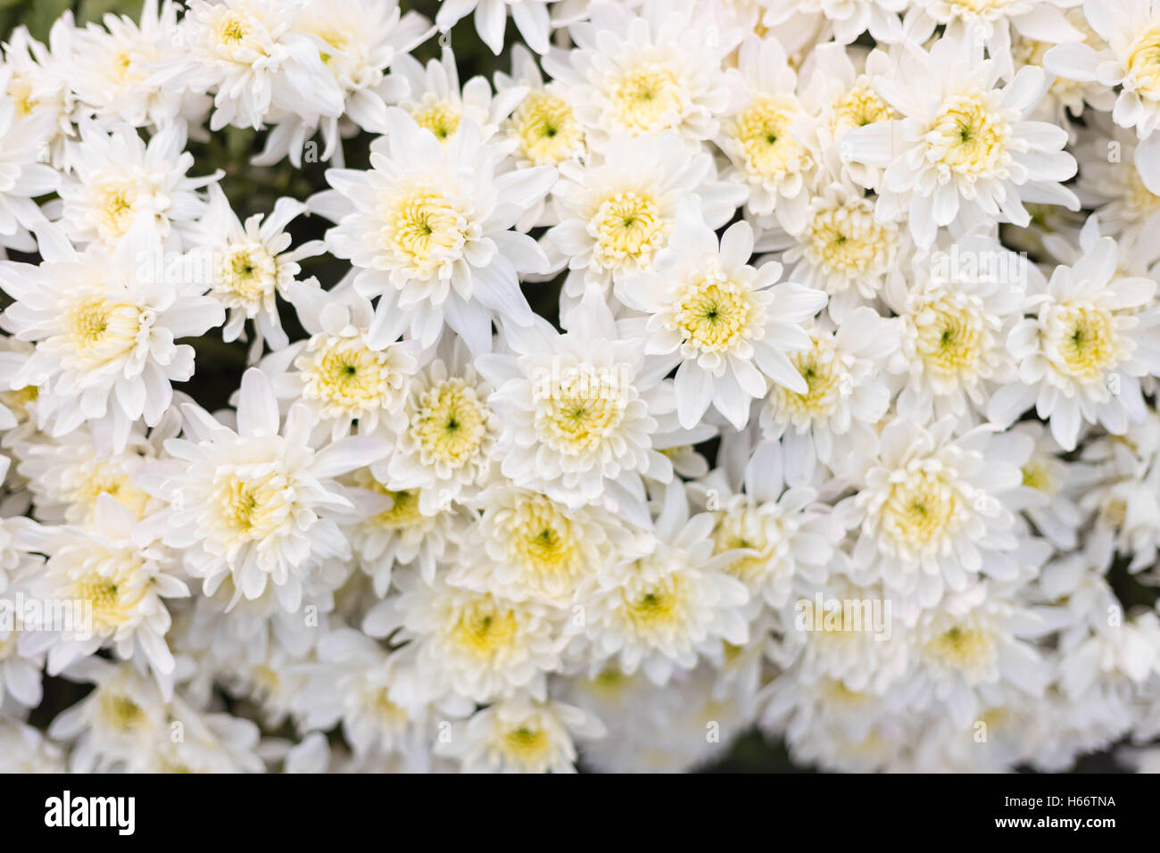 Pattern flower wall texture for background Stock Photo Alamy