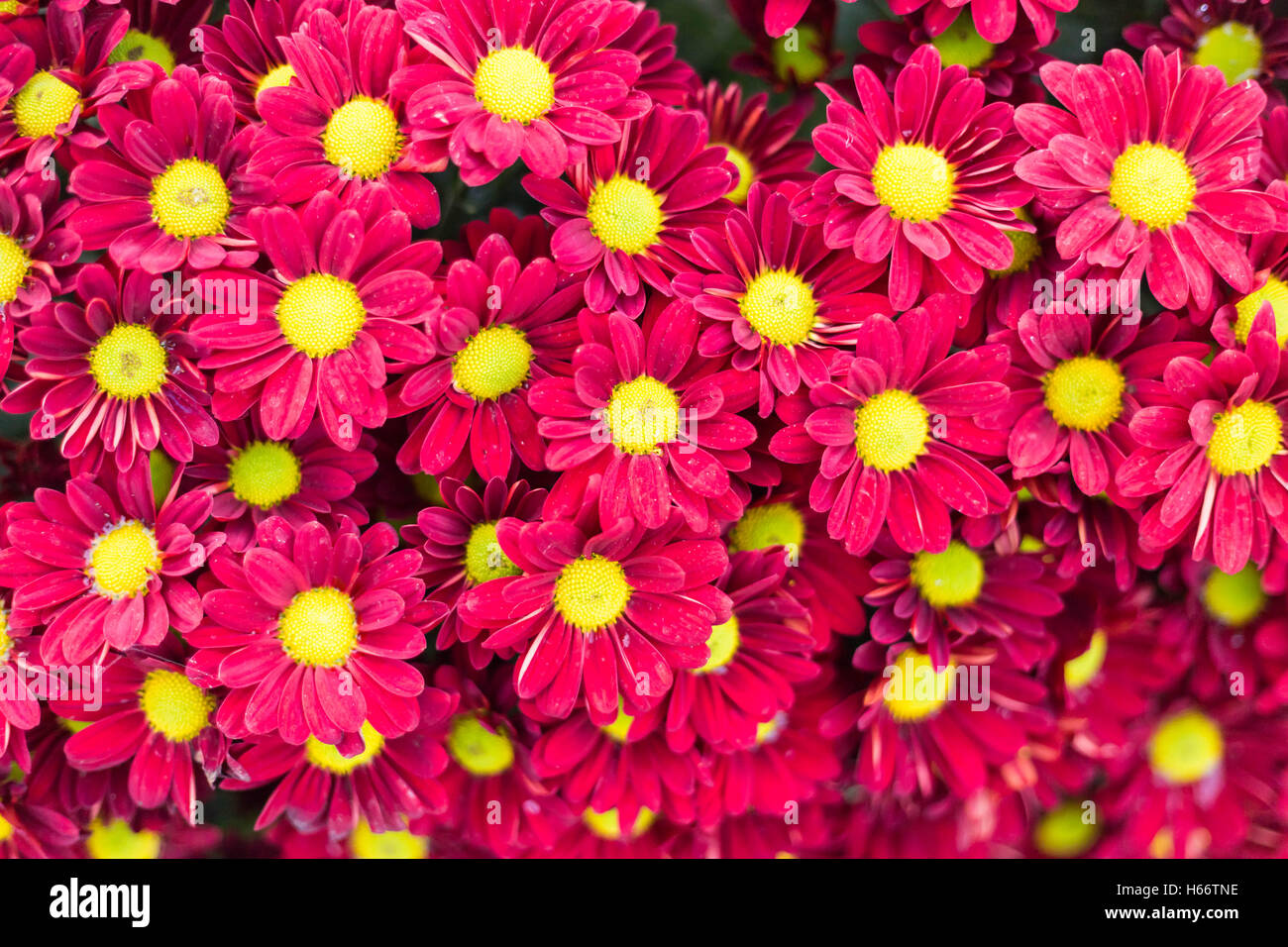 Pattern flower wall texture for background Stock Photo Alamy