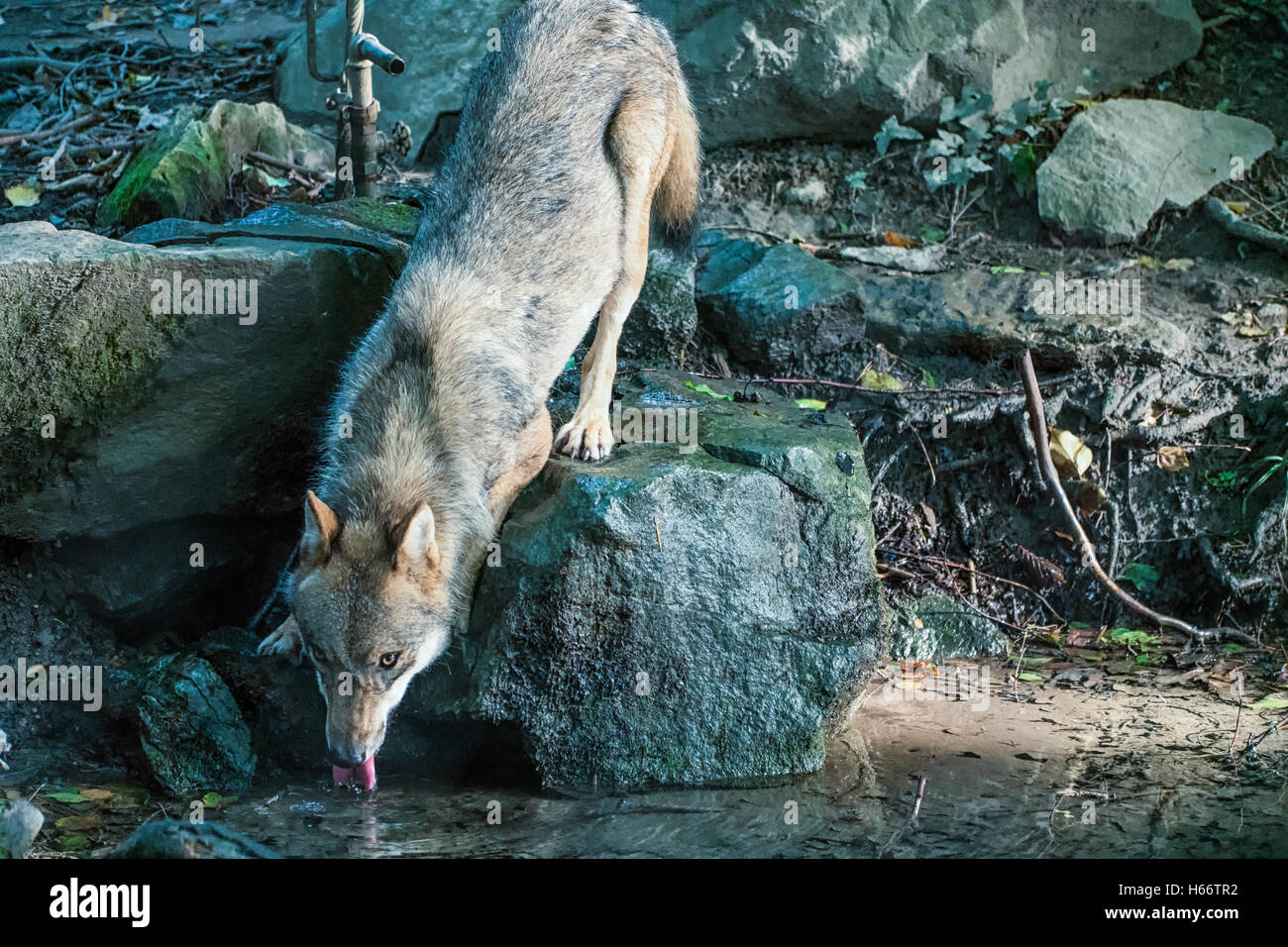 A thirsty wolf drinking from a pond Stock Photo - Alamy