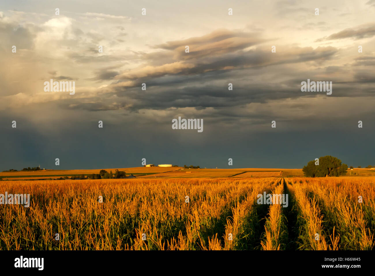 Violent storm clouds over a corn field at sunset Stock Photo