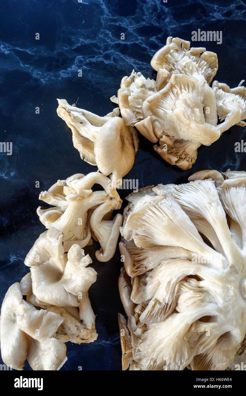 Greek Wild Mushrooms Pleurotus Stock Photo