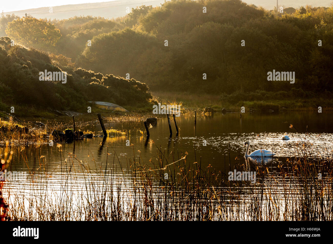 Swans and morning light on Lake Shanaghan, Ardara, County Donegal, Ireland Stock Photo