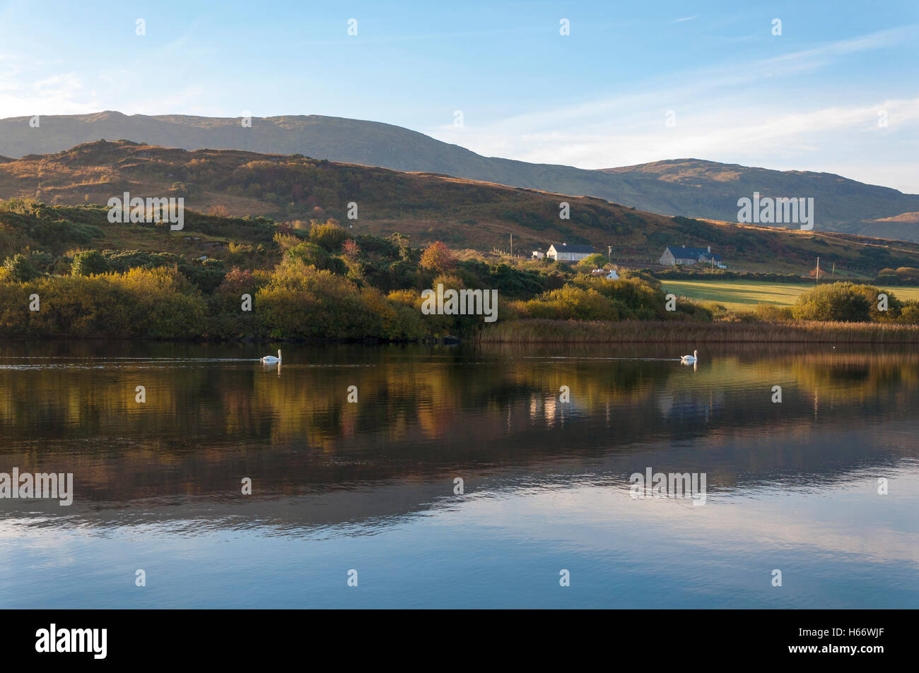 Swans and reflections in Lake Shanaghan, Ardara, County Donegal, Ireland Stock Photo