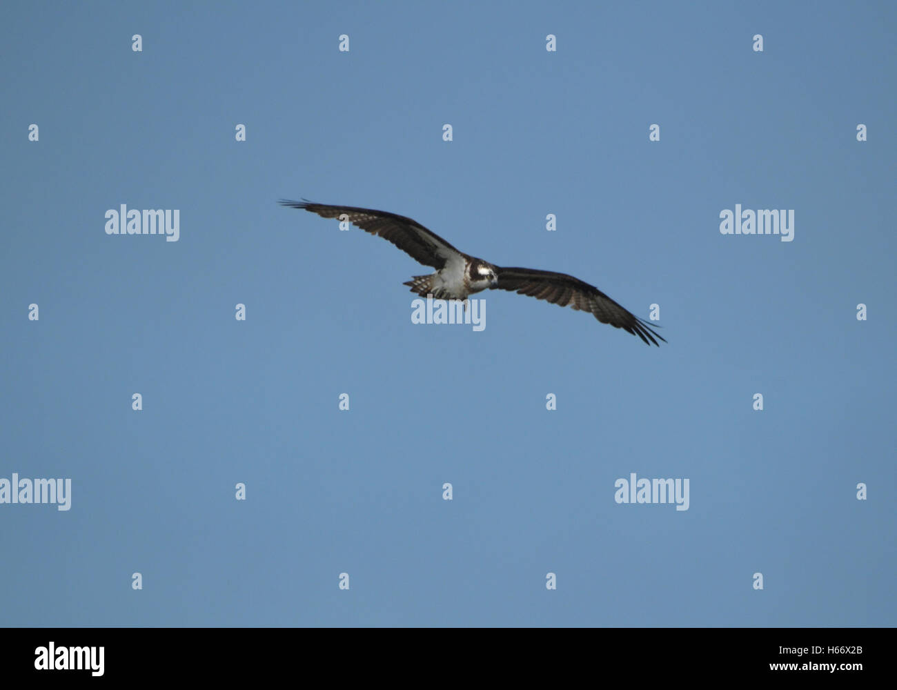Osprey with his wings extended in the sky Stock Photo - Alamy