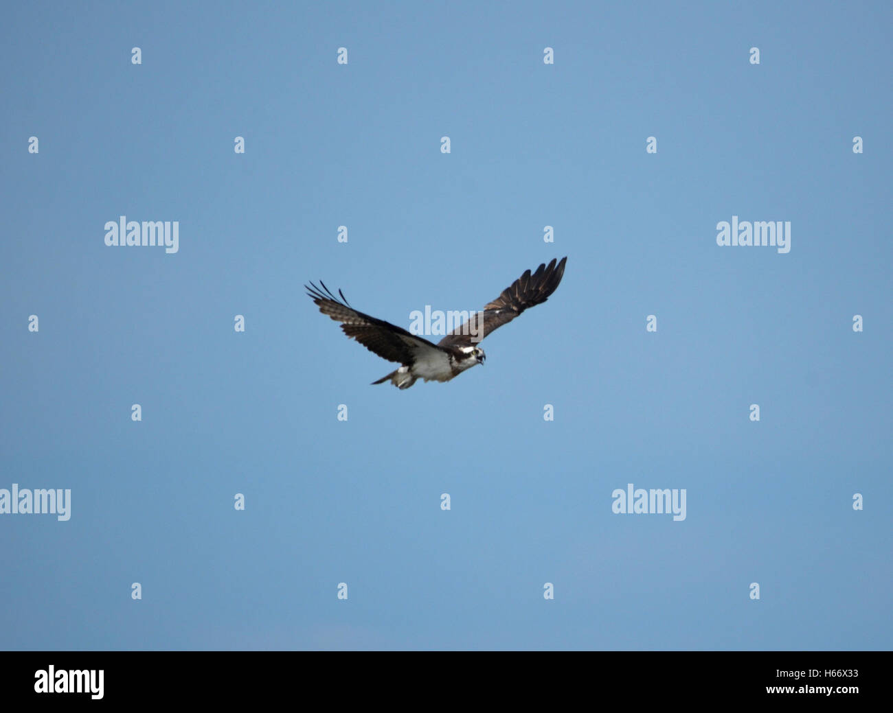 Osprey bird with his wings extended in Casco Bay Maine Stock Photo - Alamy