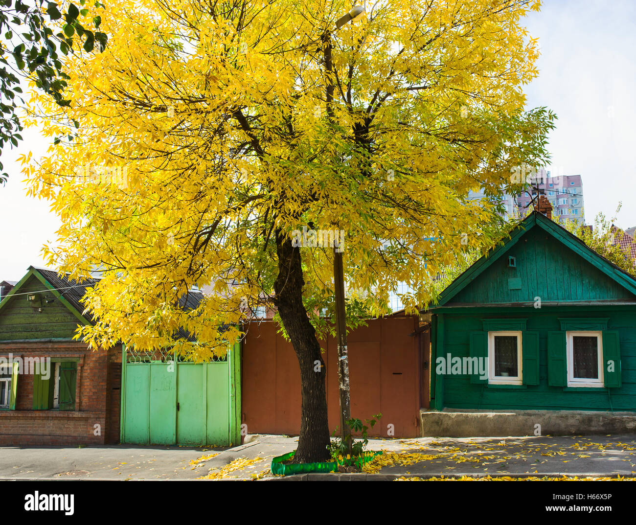 Photo of yellow autumn tree on city street Stock Photo