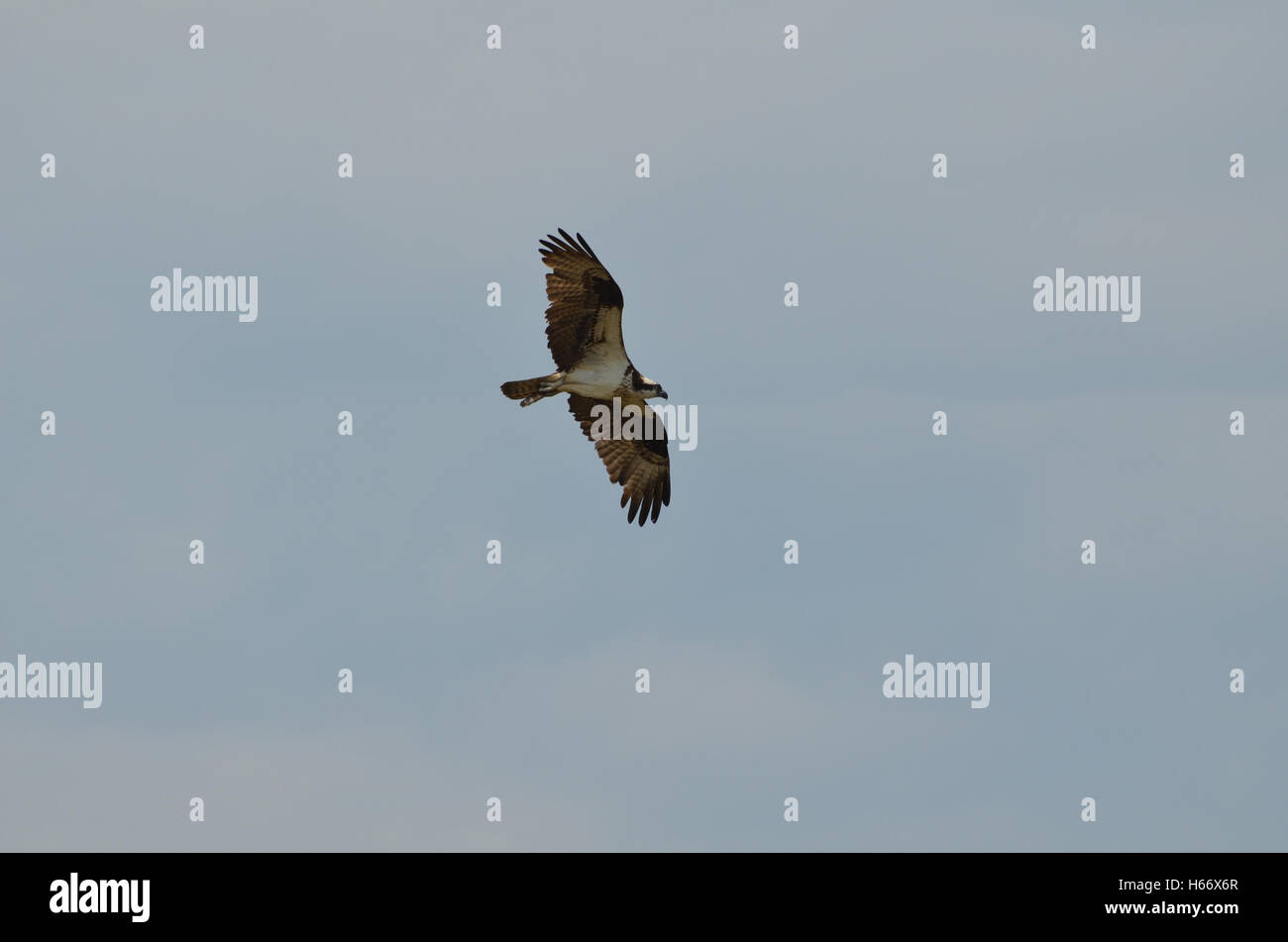 Osprey bird in flight across a blue sky Stock Photo - Alamy