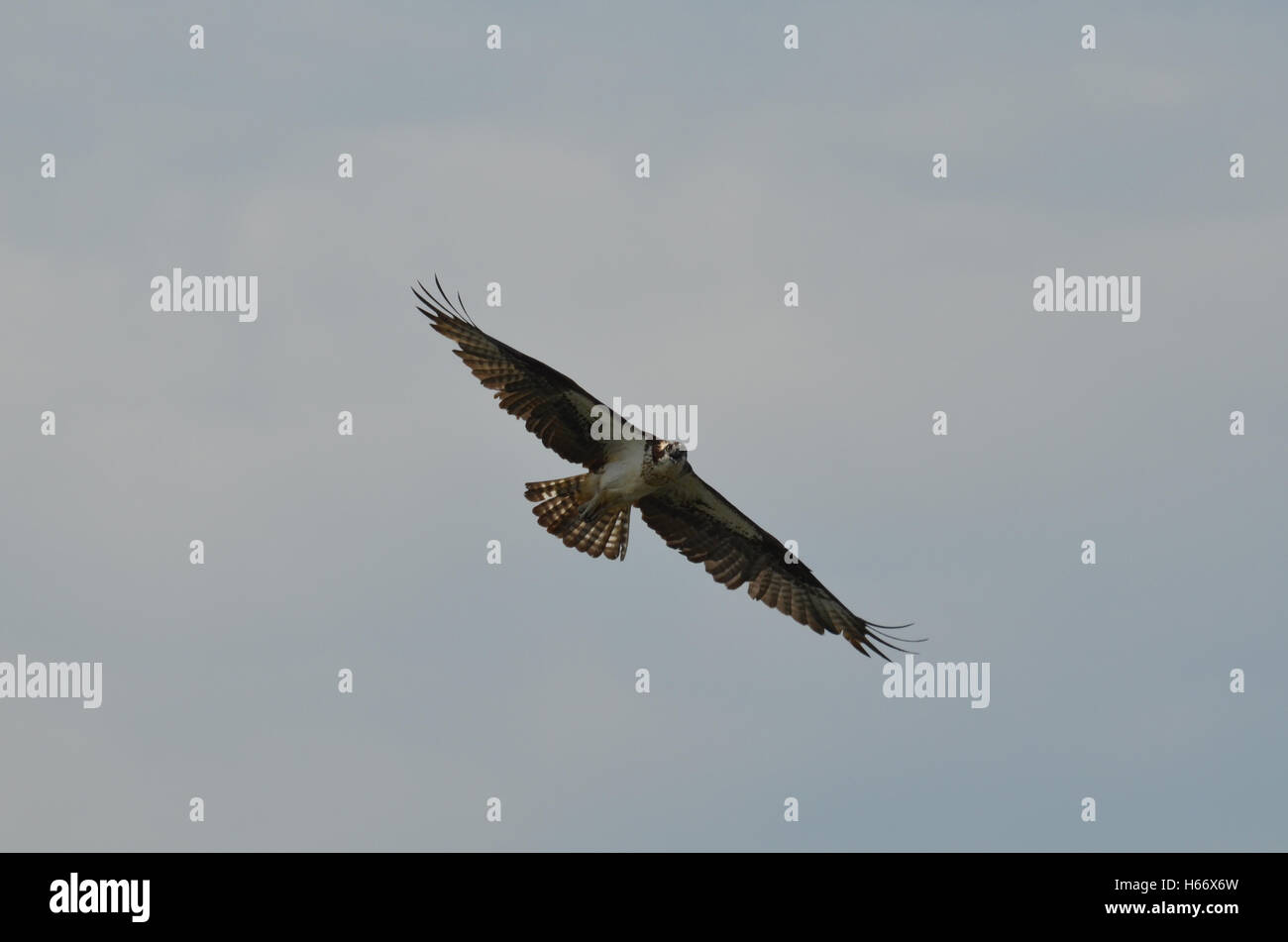 Osprey with his wings extended against a blue sky Stock Photo - Alamy