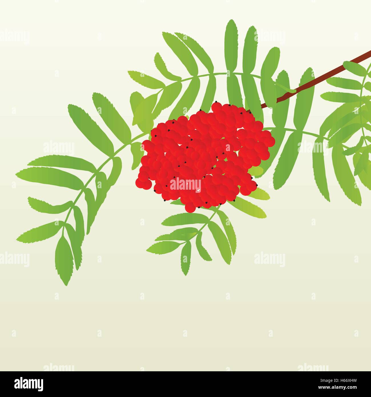 Rowan berries tree branch with leaves autumn vector background vintage ...