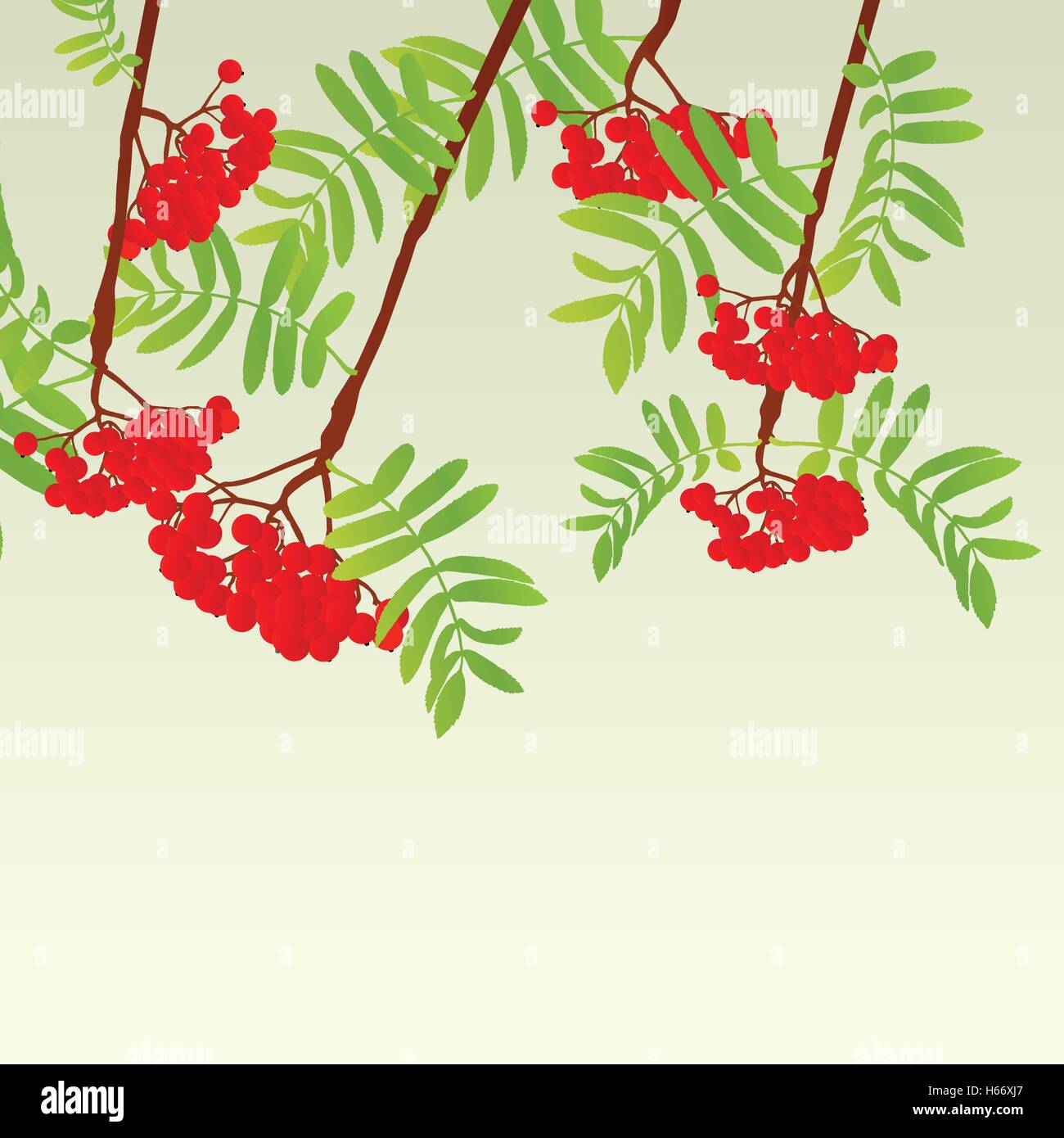Rowan berries tree branch with leaves autumn vector background vintage ...
