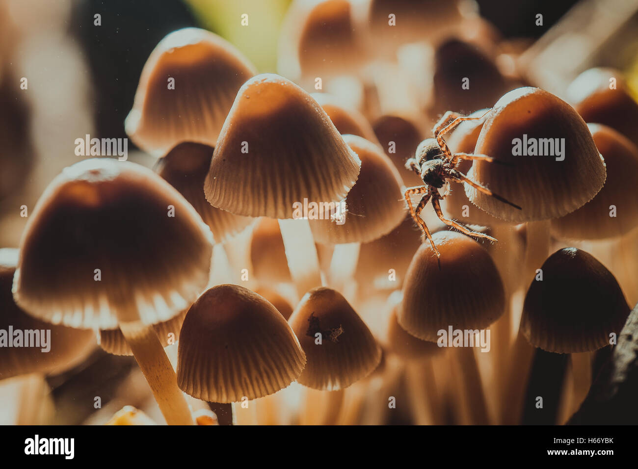 many little mushrooms on a tree stump close-up. Stock Photo