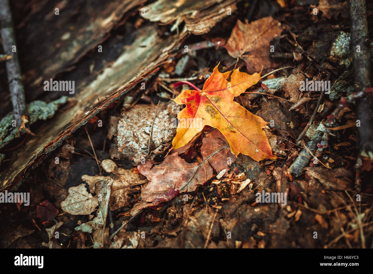 autumn leaves yellow and green on the ground in the forest Stock Photo ...