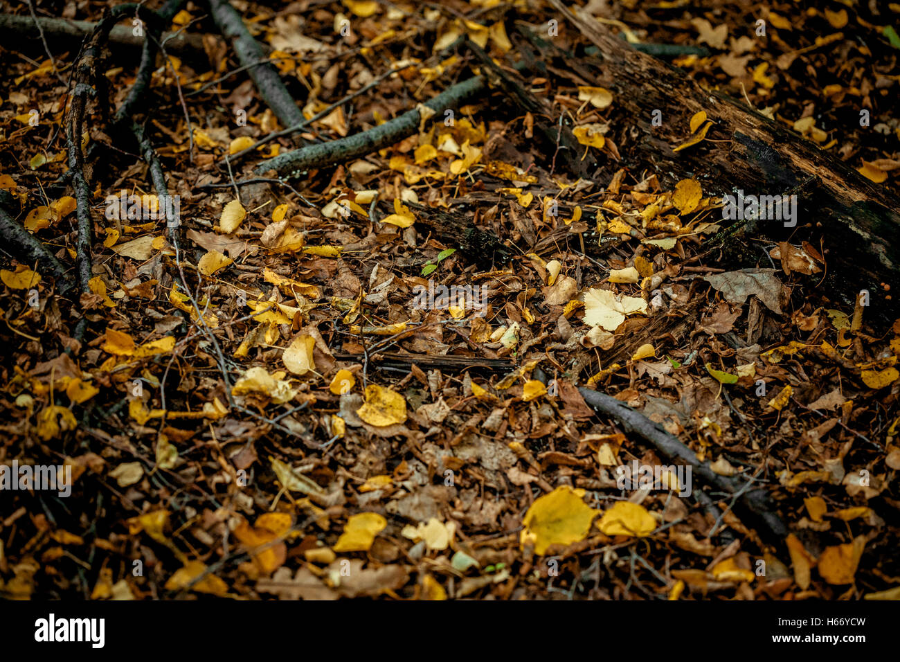 autumn leaves yellow and green on the ground in the forest Stock Photo ...