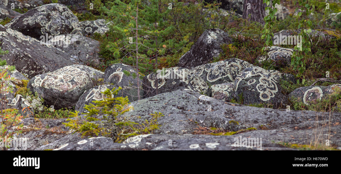 Round stones in the Nordic forests covered of Arctoparmelia centrifuga, lichen. Stock Photo