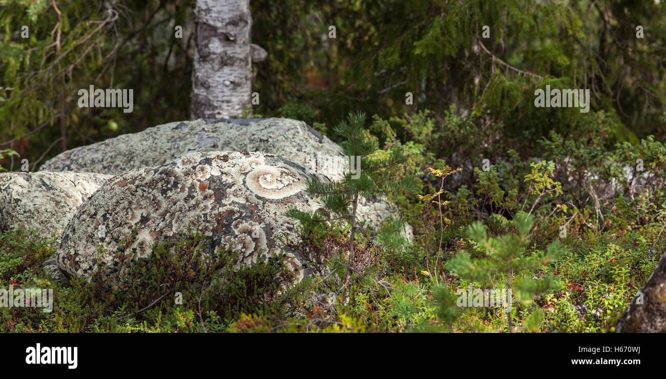 Round stones in the Nordic forests covered of Arctoparmelia centrifuga, lichen. Stock Photo