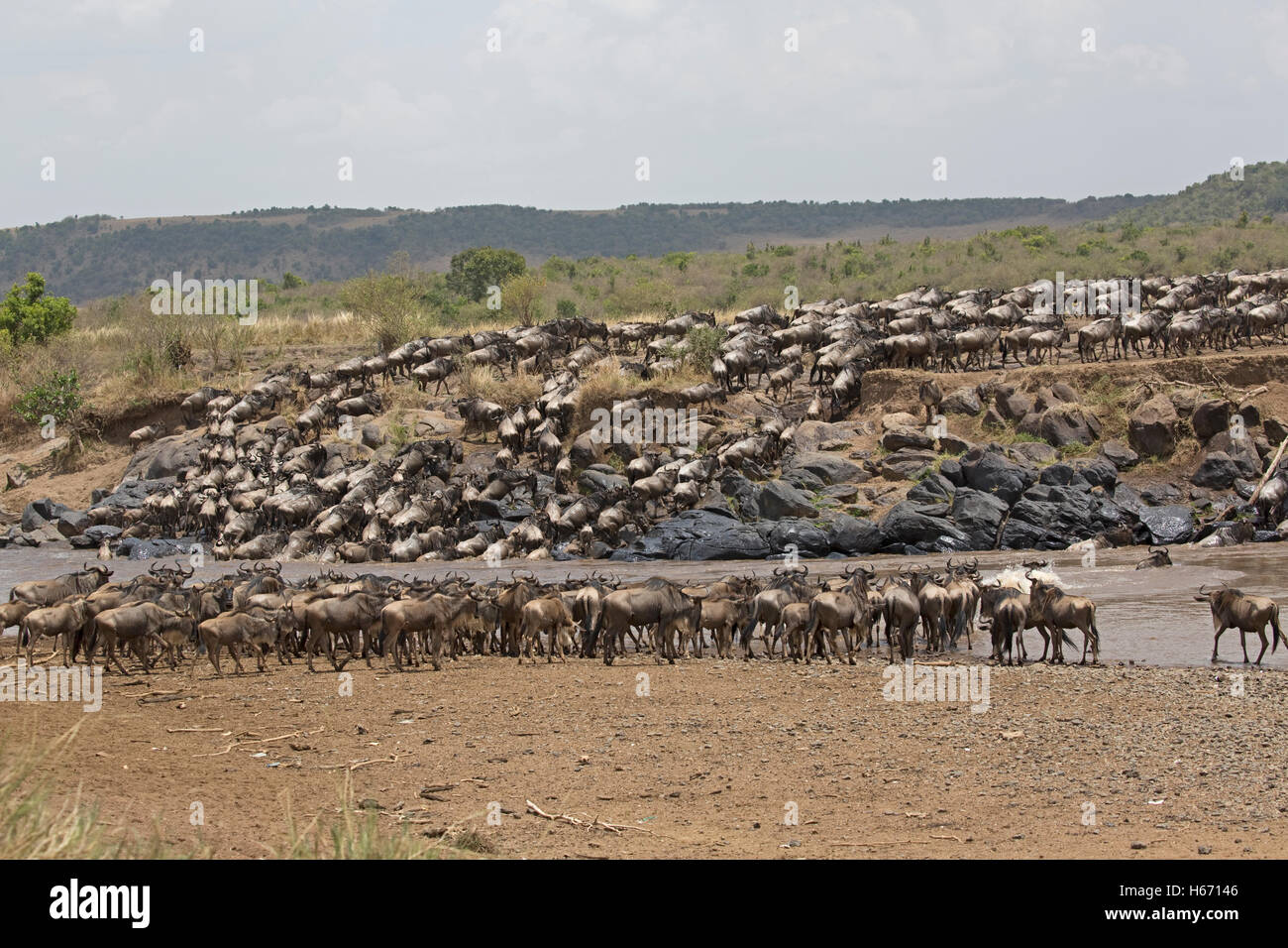 Herds of wildebeest crossing Mara River Masai Mara Kenya Stock Photo