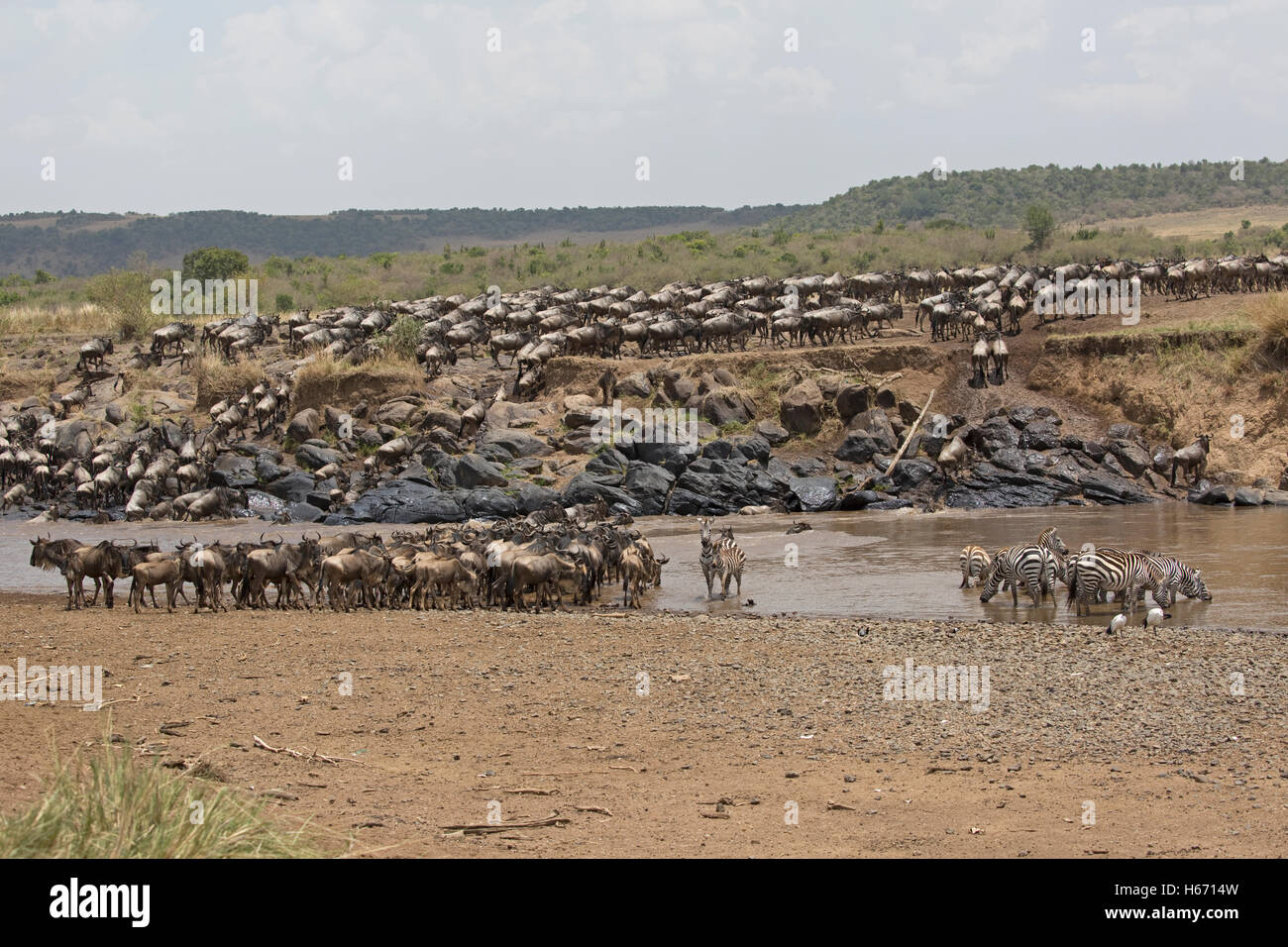 Herds of wildebeest crossing Mara River Masai Mara Kenya Stock Photo