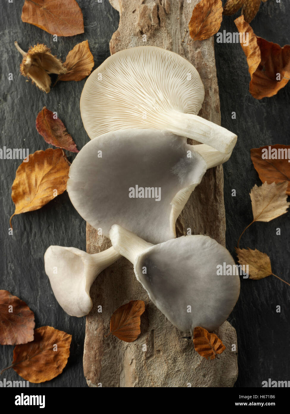 Fresh picked raw grey oyster mushrooms, Pleurotus ostreatus, uncooked Stock Photo Alamy