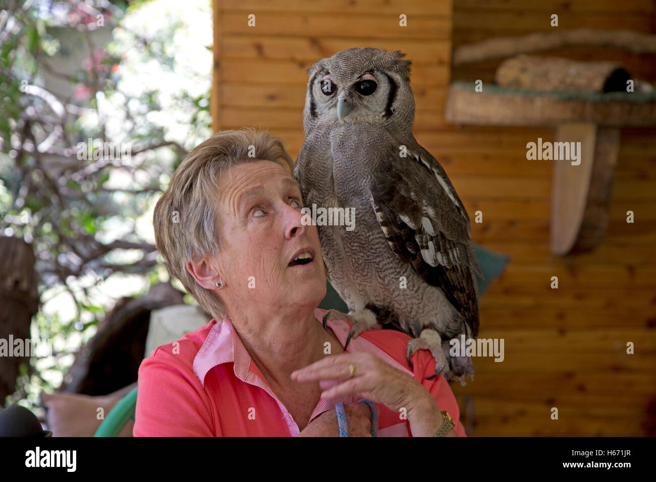 Sarah Higgins founder of the Naivasha Owl Trust with resident Verreaux's eagle owl Naivasha Kenya Stock Photo