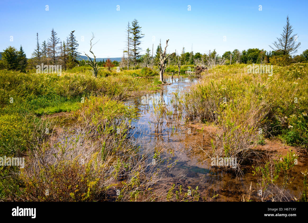 Canaan Valley National Wildlife Refuge Stock Photo Alamy