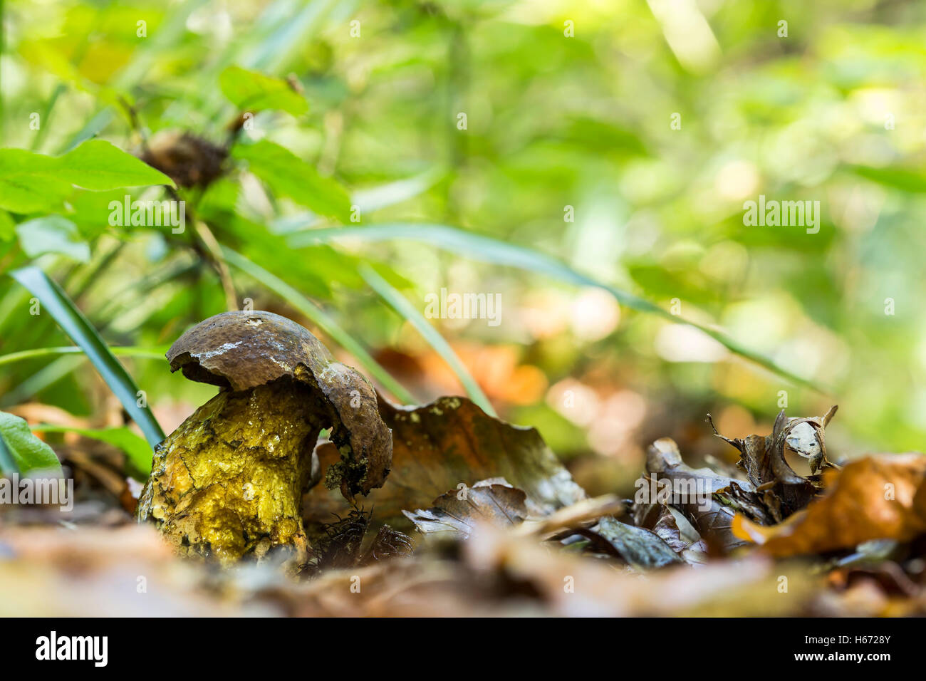 Old boletus erythropus growing in the nature. Stock Photo