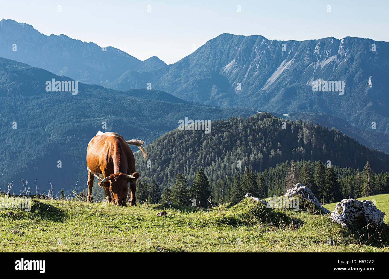 Cow is eating grass on a mountain, on a fresh air. Stock Photo