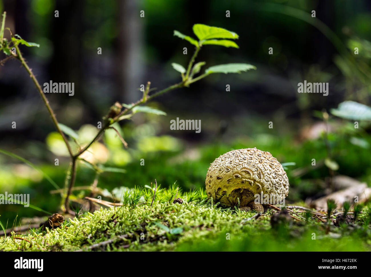 Lycoperdon marginatum mushroom growing in a forest ground. Stock Photo