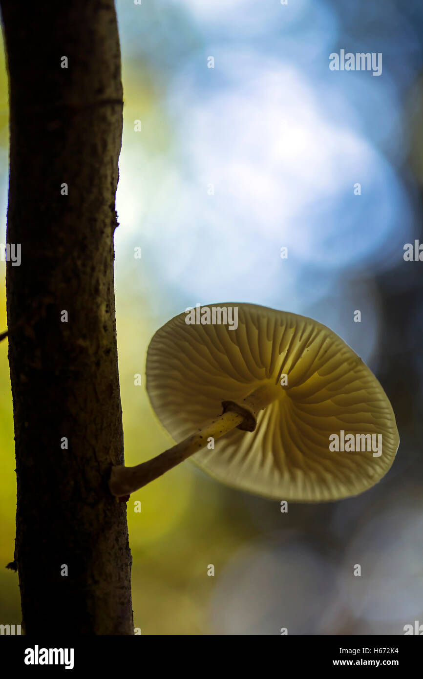 Small mushroom growing on a branch in the forest. Stock Photo