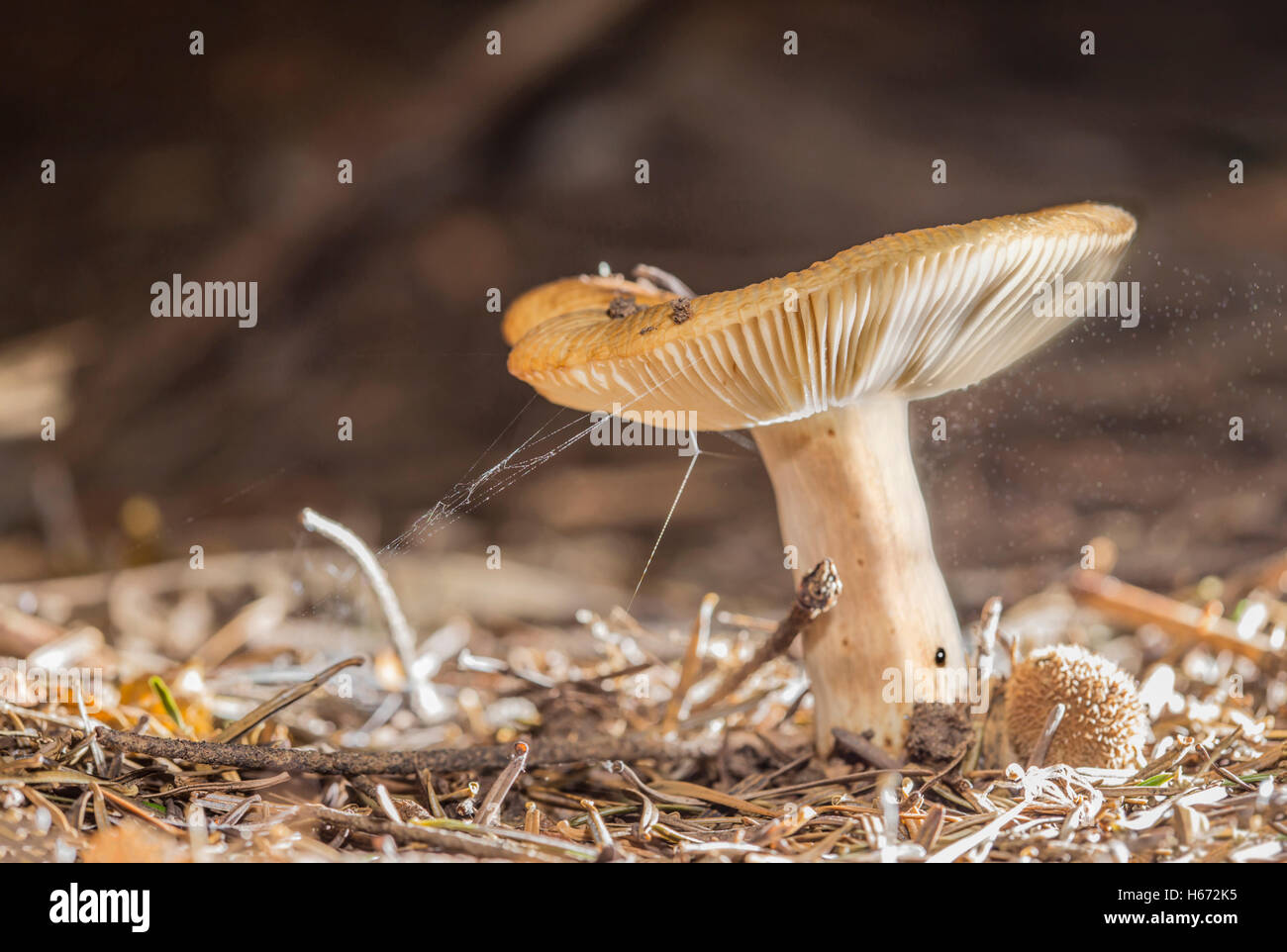 Small mushroom with flying spore around in the air. Stock Photo