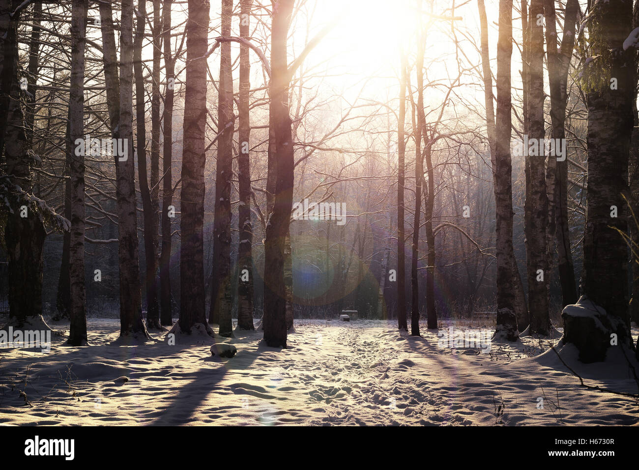 Winter tree forest Stock Photo - Alamy