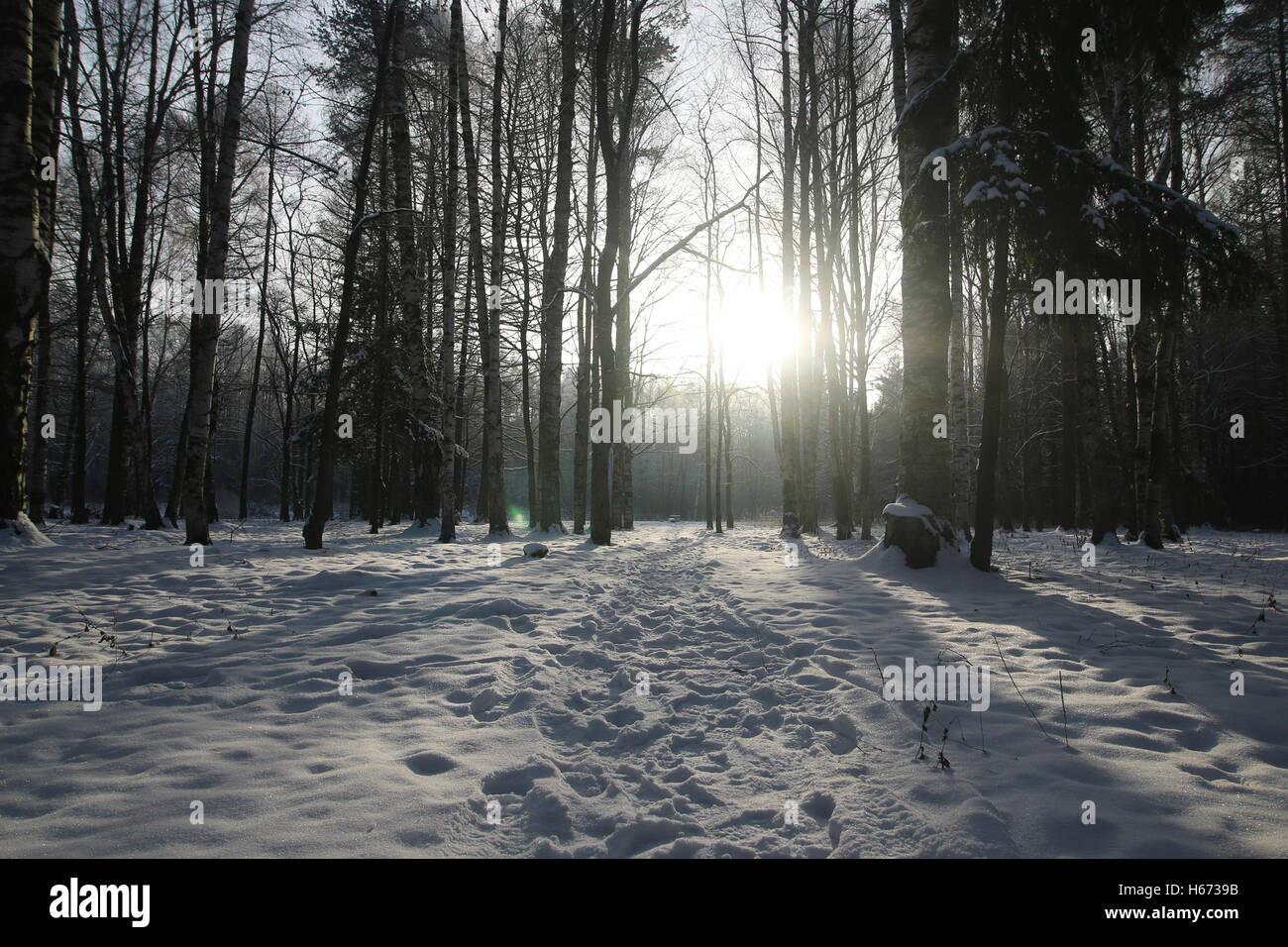 Winter tree forest Stock Photo - Alamy