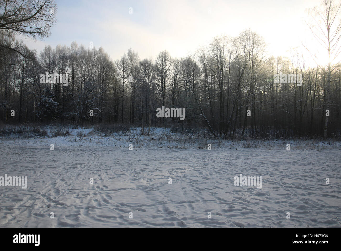 Winter tree forest Stock Photo - Alamy