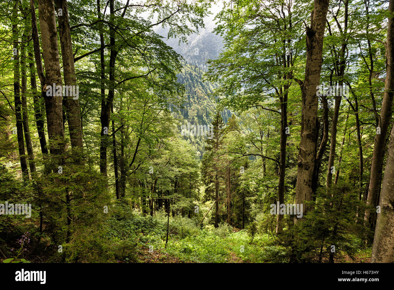 Beautiful natural dark forests near Senyuva, Camlihemsin, Rize, Turkey Stock Photo