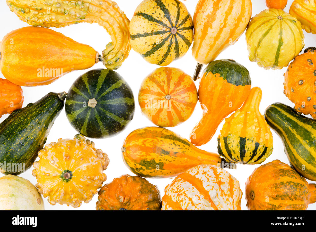 Colorful background of ornamental autumn gourds, pumpkins and squash with assorted shapes, textures, and variegated colors neatl Stock Photo